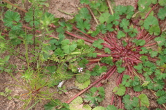 Pelargonium grossularioides, photograph (c) Tony Rebelo, some rights reserved (CC BY-SA)