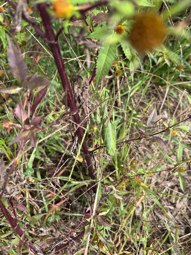 European Mantis