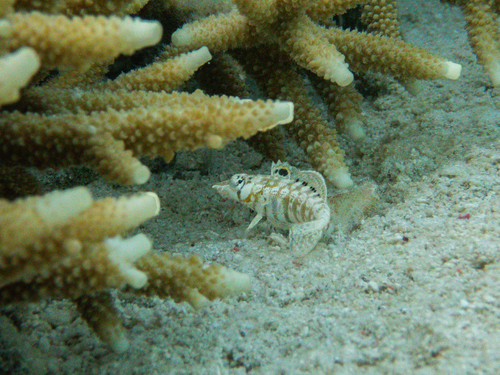 Parapercis australis observed 2026-09-25