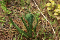 Disa bracteata, photograph (c) Greg Tasney, some rights reserved (CC BY-SA)