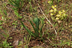 Disa bracteata, photograph (c) Greg Tasney, some rights reserved (CC BY-SA)