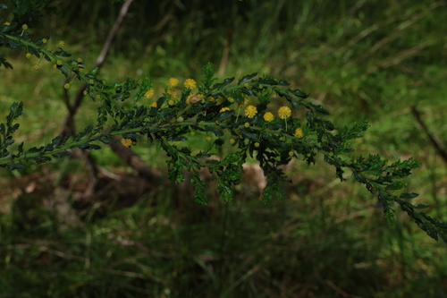Acacia paradoxa