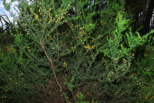 Acacia paradoxa, photograph 1