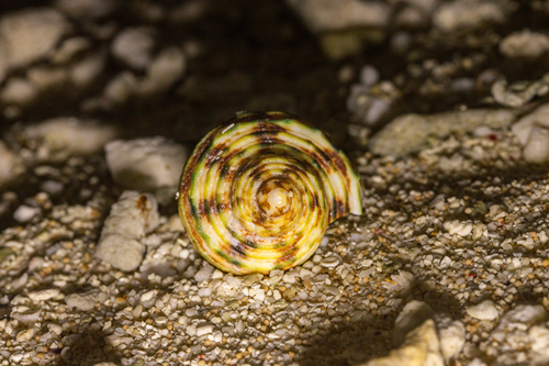 Turbo argyrostomus observed 2026-09-25
