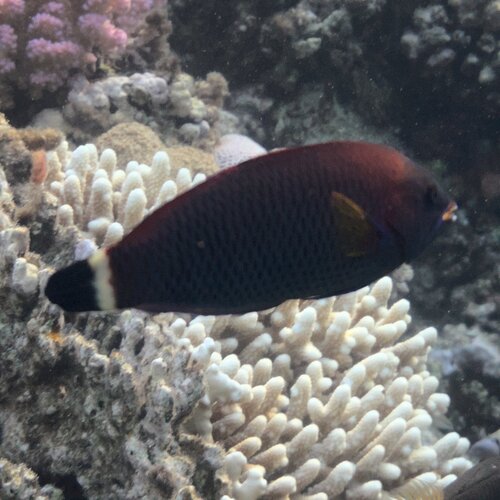 Pseudodax moluccanus observed 2026-09-19