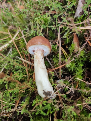 Purple-veiled Slippery Jack