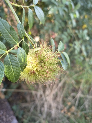 Mossy Rose Gall Wasp