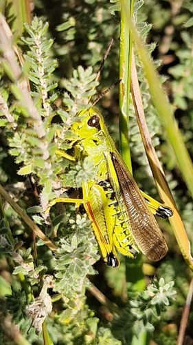 Large Marsh Grasshopper
