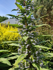 Echium pininana