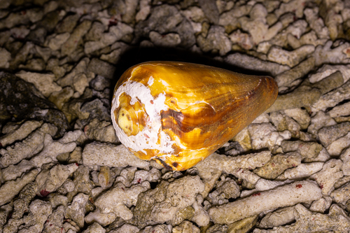 Conus vexillum observed 2026-09-25