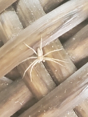 Philodromus rufus