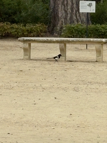 Eurasian Magpie