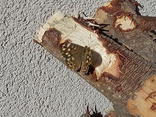 Speckled Wood