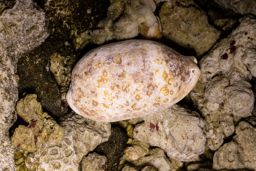 Cypraea argus observed 2026-09-25