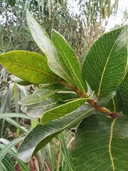 Psidium laruotteanum