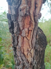 Psidium laruotteanum