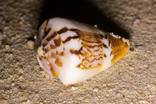 Conus capitaneus observed 2026-09-25