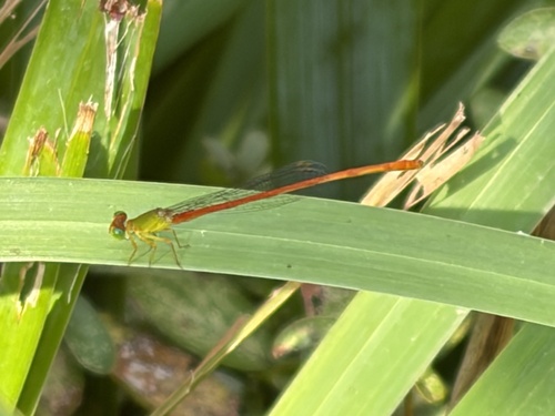 Orange-tailed Sprite