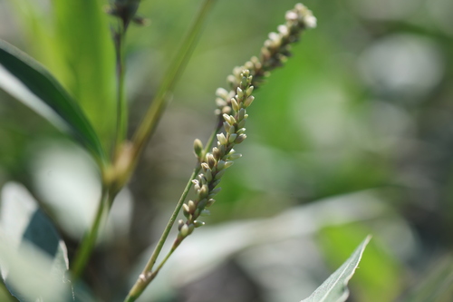 Persicaria barbata observed 2026-09-26