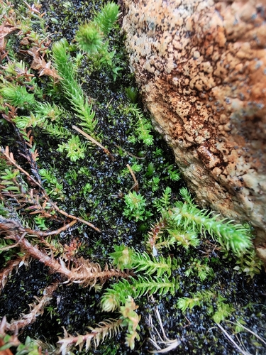 northern spikemoss
