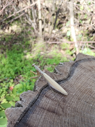 European Mantis