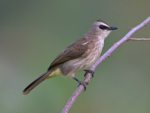 Yellow-vented Bulbul (Bornean)