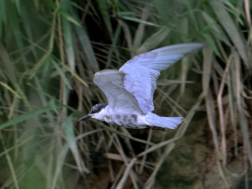 Whiskered Tern