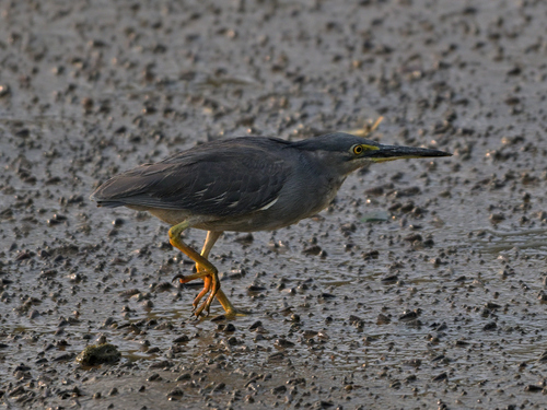 Little Heron