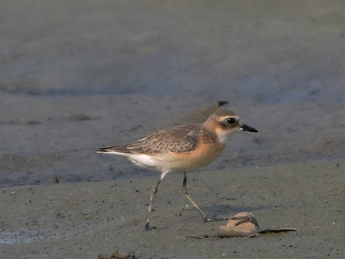 Tibetan Sand-Plover