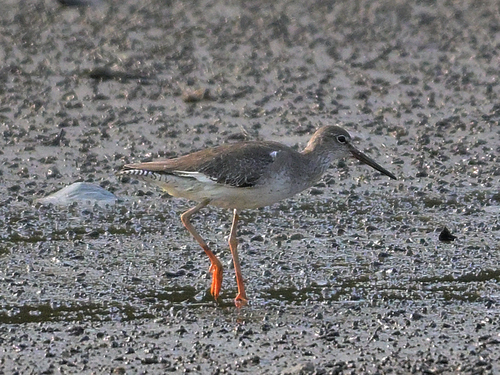 Common Redshank