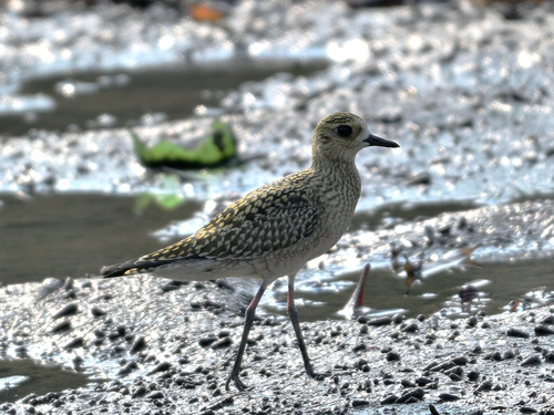 Pacific Golden-Plover
