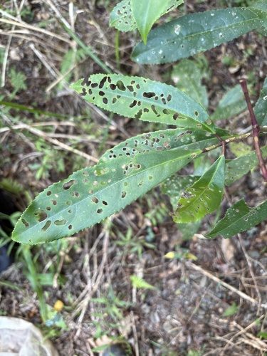 Turpinia ternata observed 2026-09-26