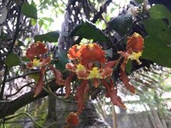 Cyrtochilum serratum