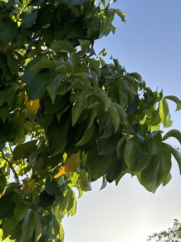 Syzygium malaccense observed 2026-09-26