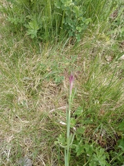 Tragopogon porrifolius
