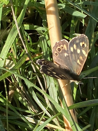 Speckled Wood