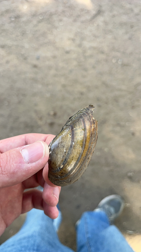 Swollen River-mussel
