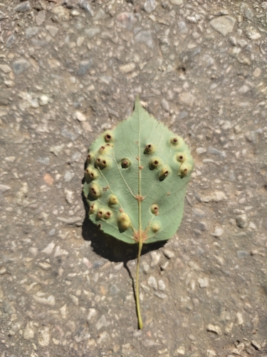 Linden gall midge