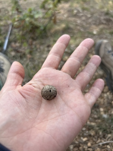 Oak Marble Gall Wasp