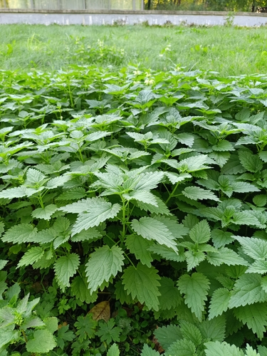 Urtica dioica, photograph 2