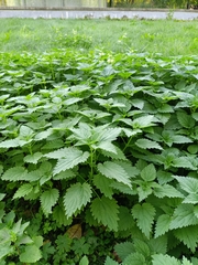 (c) sukhorukov_andrey, some rights reserved (CC BY) Urtica dioica, photograph (c) sukhorukov_andrey, some rights reserved (CC BY)