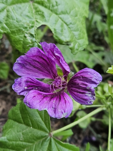 Common Mallow