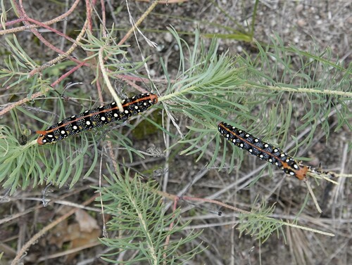 Leafy Spurge Hawkmoth
