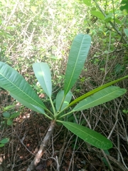 Plumeria tuberculata