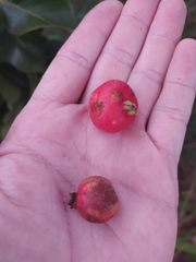 Psidium laruotteanum