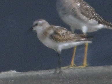Little Stint