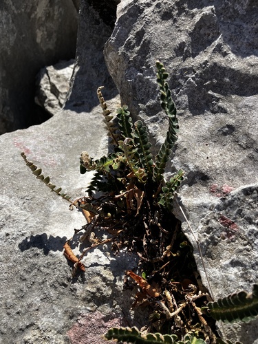 Rustyback