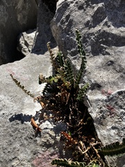 Asplenium ceterach