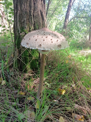 Parasol