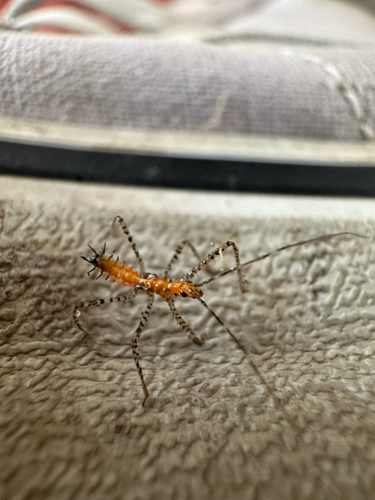 Leafhopper Assassin Bug